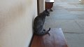 Delos cat 2